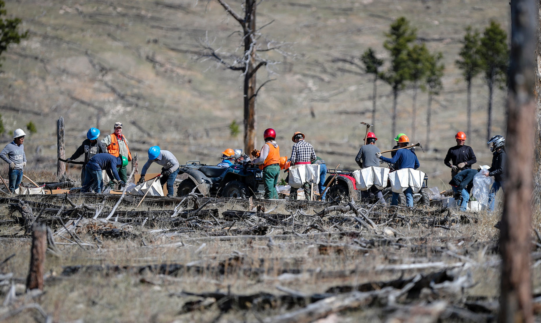 Jasper Fire Tree Planting crew